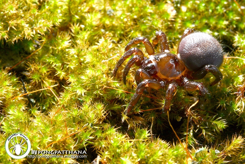 Conothele sp. บึ้งฝาขาอานม้า