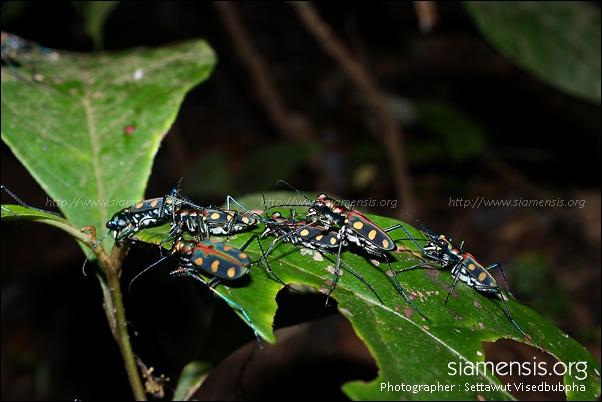 Tiger Beetle