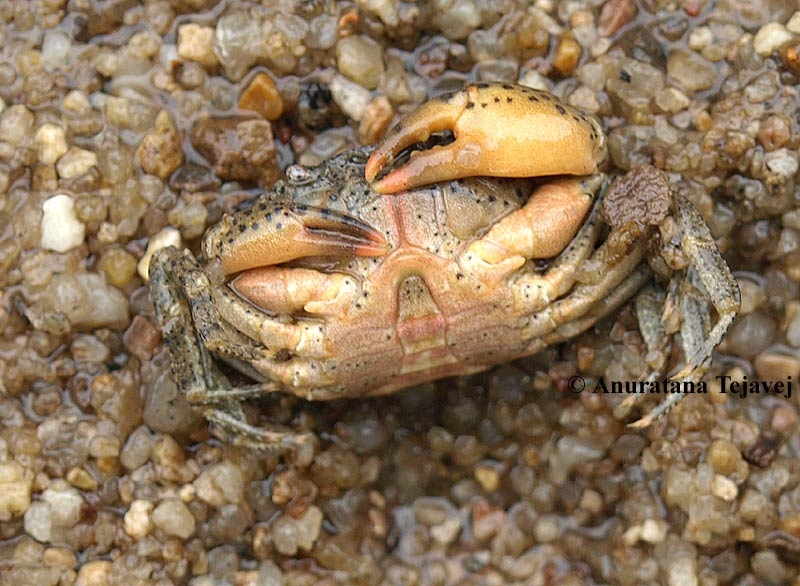 crab-1-at.jpg