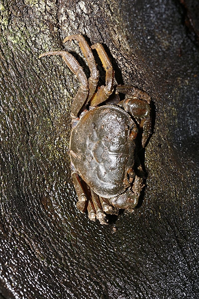 ปูอยู่ห่างลำธารพอสมควรเลย 