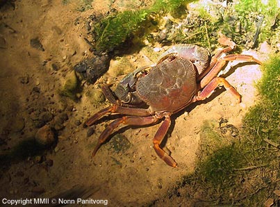 ปูห้วยกาญจนบุรี Potamon kanchanaburiense ที่พบในลำธารในทริ๊ปสำรวจกลางคืน