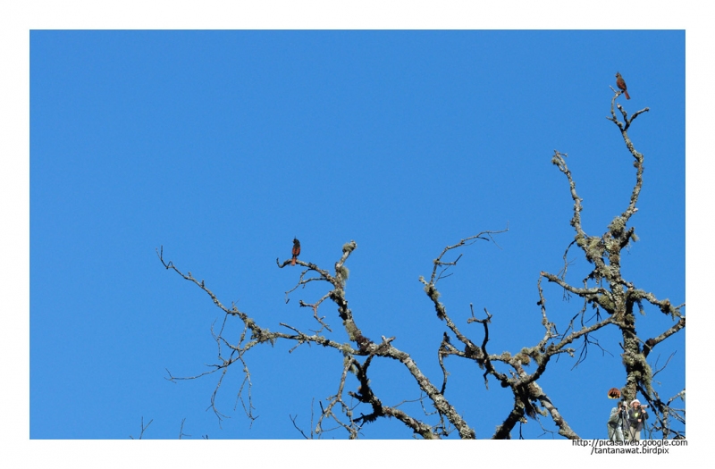 crested-bunting