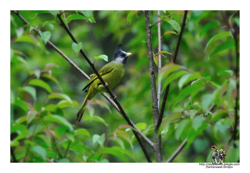 crested-finchbill