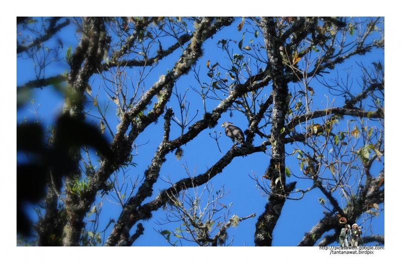 crested-goshawk.jpg