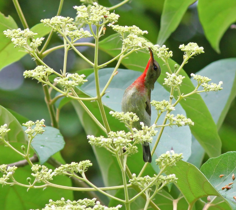 Crimson Sunbird (either immature male or adult male in eclipse plumage)
