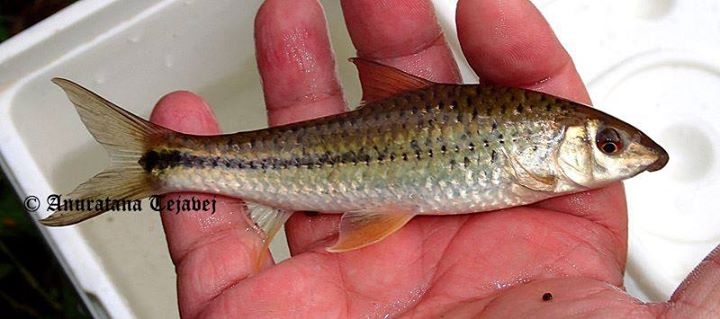 Crossocheilus tchangi