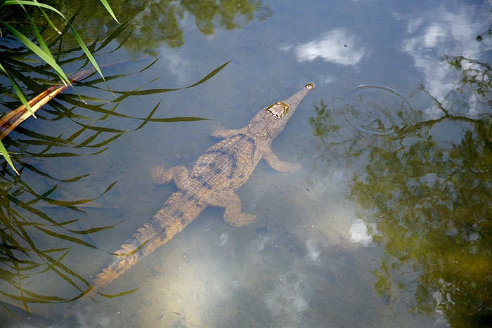 จระเข้น้ำจืดออสเตรเลีย Crocodylus johnstoni 