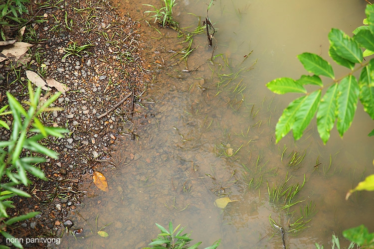 Cryptocoryne ชนิดหนึ่ง 