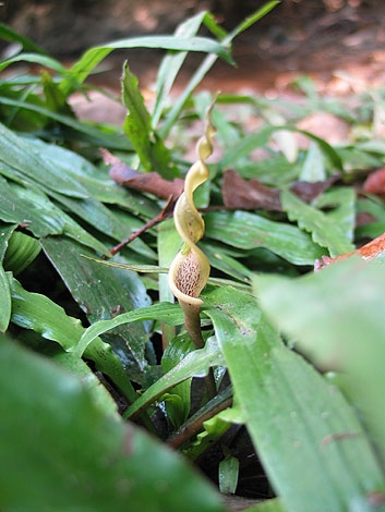 ต้น และดอกบิดเกลียวสุดคลาสสิคของต้นคริบ Cryptocoryne crispatular crispatular