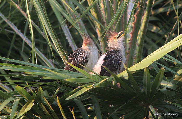 Guira Cuckoo (Guira guira)