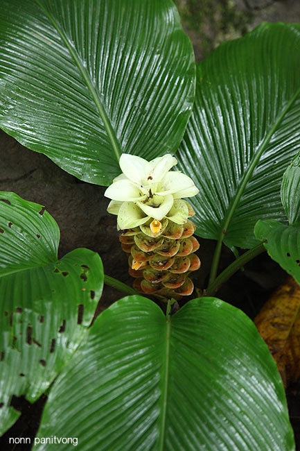 Curcuma อะไรเอ่ย?