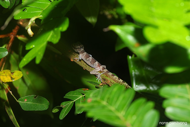 Cyrtodactylus sumonthai