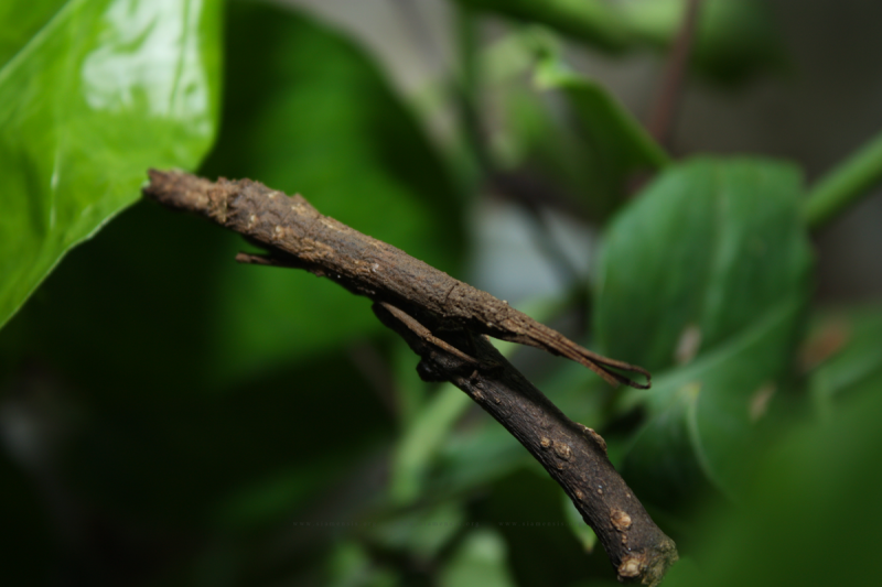 Orestes mouhotii เป็นตั๊กแตนกิ่งไม้ที่พบได้ทั่วไปในธรรมชาติ ถึงแม้จะตัวสั้นไปหน่อยแต่ก็สวยไม่ใช่เล่น
