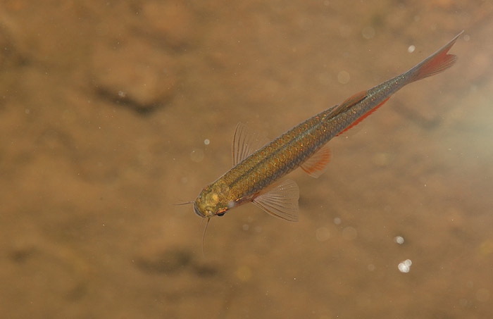 Danio roseus ซิวใบไผ่ชนิดนี้การกระจายตัวอยู่ทางภาคเหนือของไทย ตกลงเจอครบทุกลุ่มน้ำ ทั้ง สาละวิน เจ้าพระยา และ แม่โขง มันเทพจริงๆ