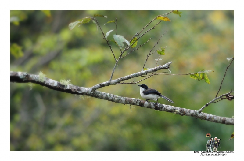 dark-backed-sibia