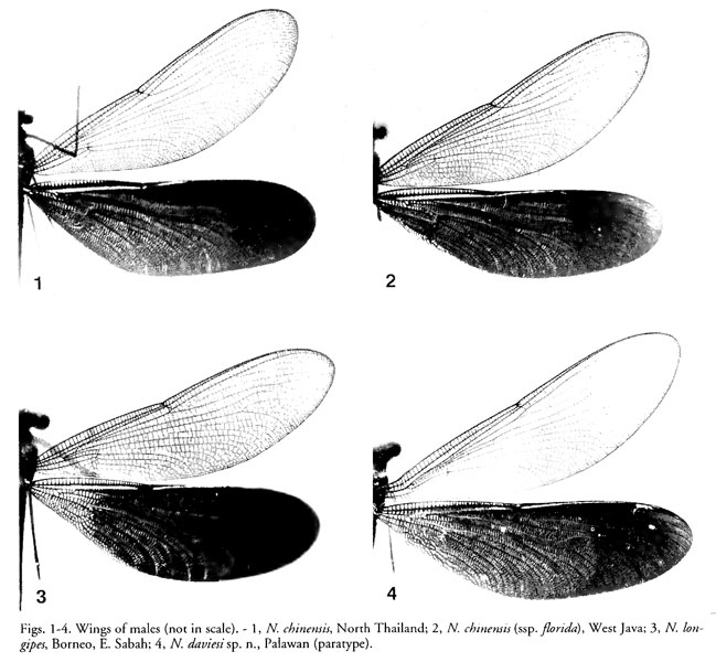 description_of_neurobasis_daviesi_sp._n._from_palaw.jpg