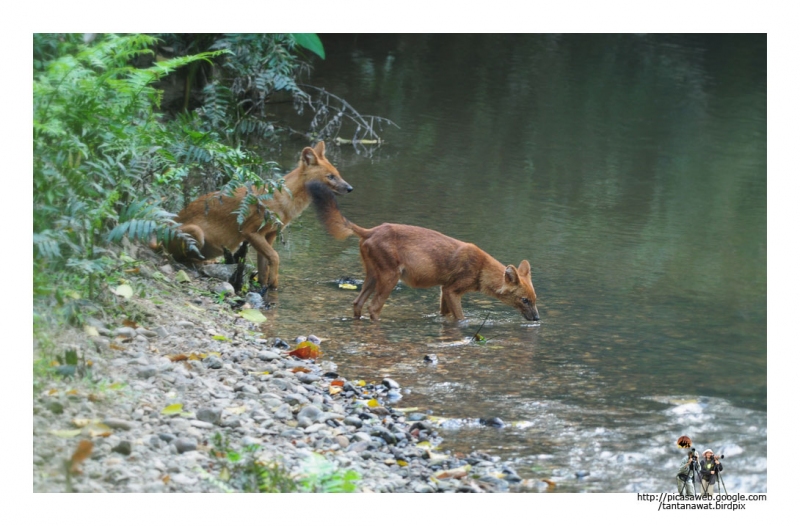 dhole