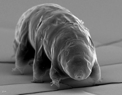 รูปร่างหน้าตาของหมีน้ำ (ภาพโดย Ralph O Schill)