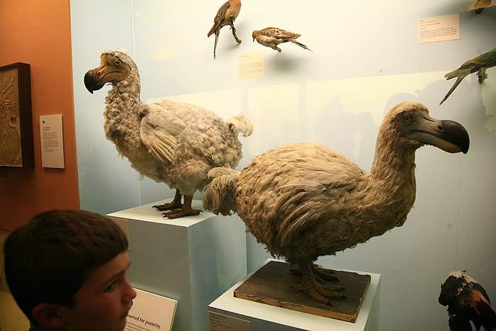 dodo1.jpg