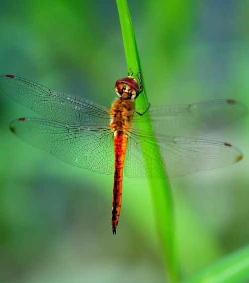 dragonfly2.jpg