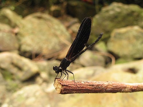 แมลงปอเข็มสีดำที่พบเห็นได้บ่อยตลอดปี (Euphaea masoni) ตัวนี้เป็นตัวผู้