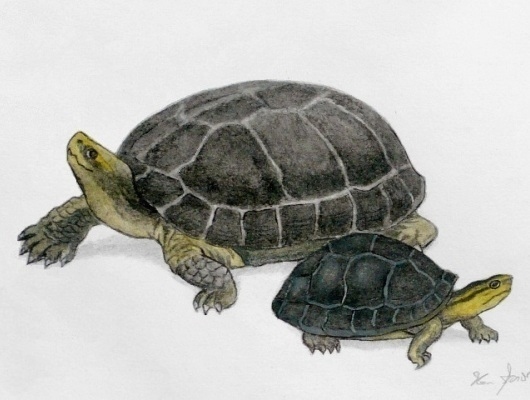 Freshwater_Turtle