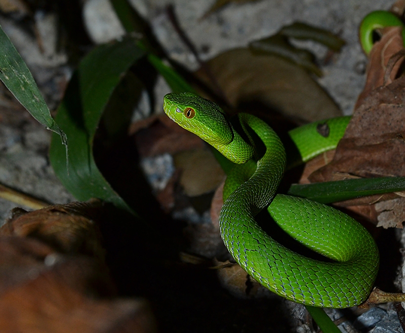 งูเขียวหางไหม้ท้องเขียว