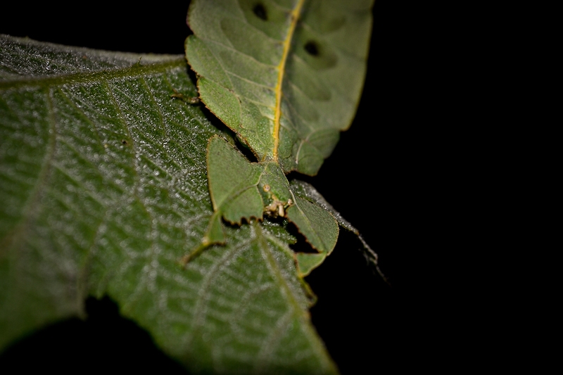 Phyllium westwoodii วัยเด็ก??