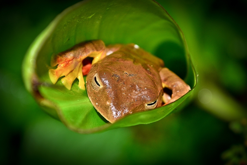 ปาดบินตีนเหลือง Rhacophorus bipunctatus