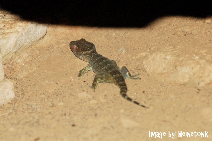 ตุ๊กแกบ้าน Gecko gecko ใช่ไหมครับ...?? เจอตามหน้าผาบนยอดภูสิงห์เลยทีเดียว