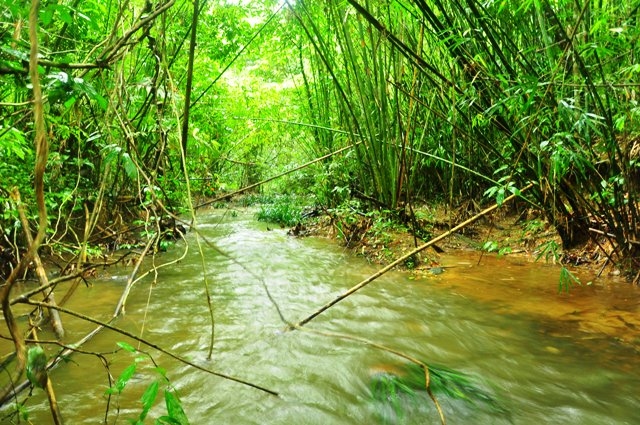 สภาพลำห้วยใกล้เคียงที่พบโพรงไม้ตะแบกที่ค้างคาวแวมไพร์แปลงเล็กเกาะนอน