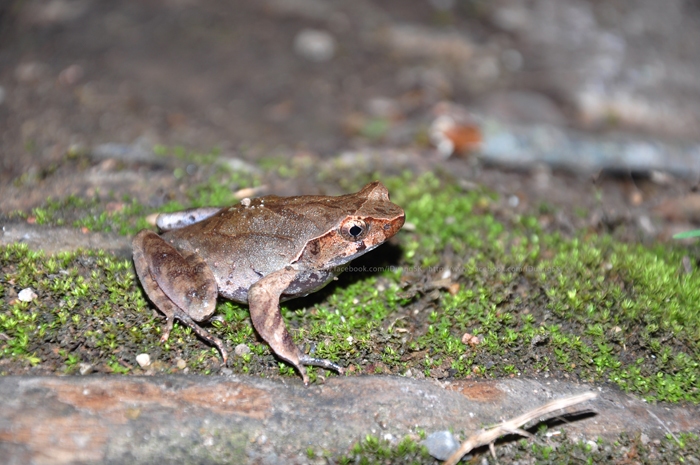  Lesser Stream Horned Frog