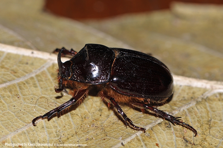 C.retusus