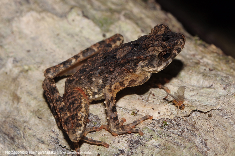 L.borbonica