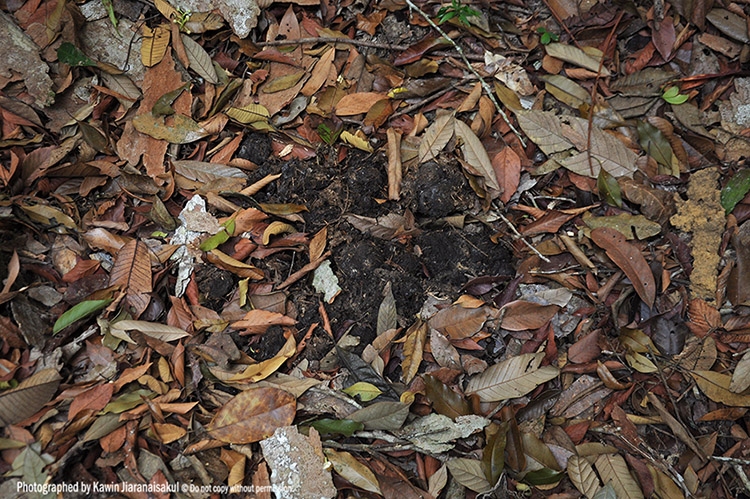 Tapir's dung.