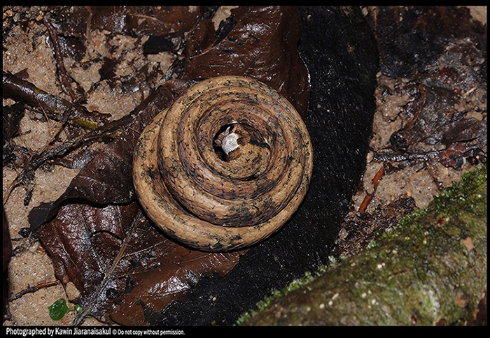 Aplopeltura boa