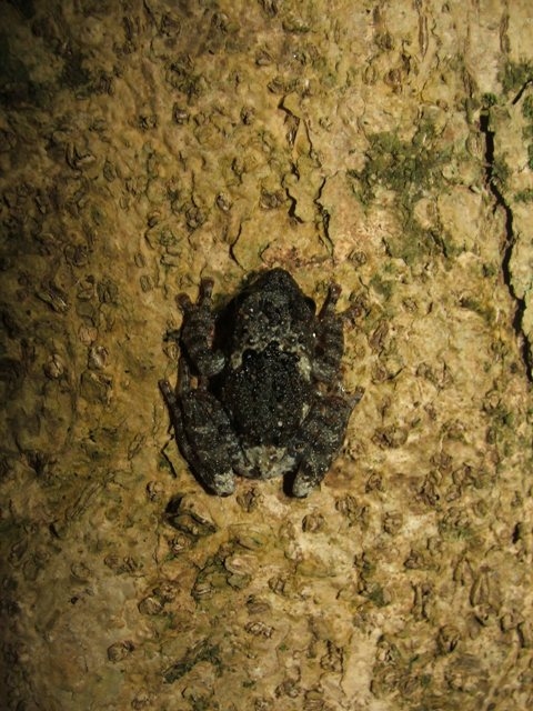 ปาดตะปุ่มจันทบุรี(Theloderma stellatum)