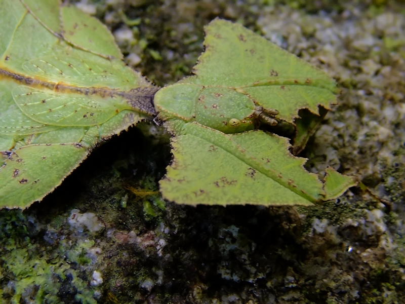 Phyllium weswoodi เป็นตั๊กแตนใบไม้ที่สวยงามมาก ตามปกติจะเกาะอยู่ที่ใบไม้ แต่ในภาพเกิดอะไรขึ้นผมก็ไม่ทราบ แต่ว่าเจ้าตั๊กแตนดันมาเกาะอยู่บนก้อนหินซะงั้น...