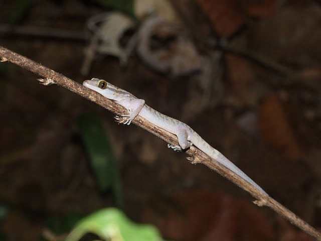 ตุ๊กกายลายสี่ขีด • Cyrtodactylus quadrivirgatus