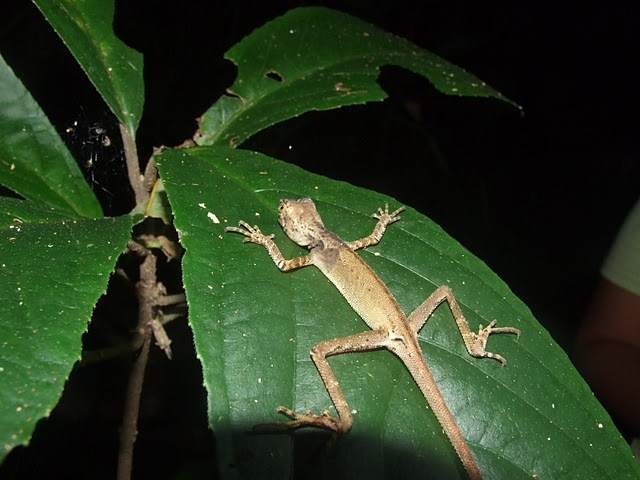 กิ้งก่าพระอินทร์ • Aphaniotis fusca 