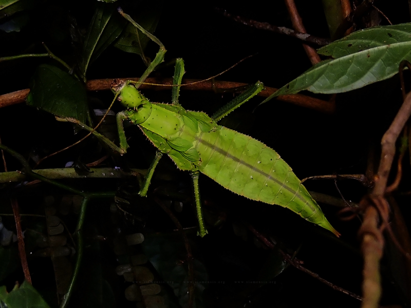 ตั๊กแตนกิ่งไม้ขาหนามมลายู Heteropteryx dilatata เป็นตั๊กแตนขนาดยักษ์ ซึ่งเป็นสัตว์ประหลาดจากแดนใต้ของไทย
