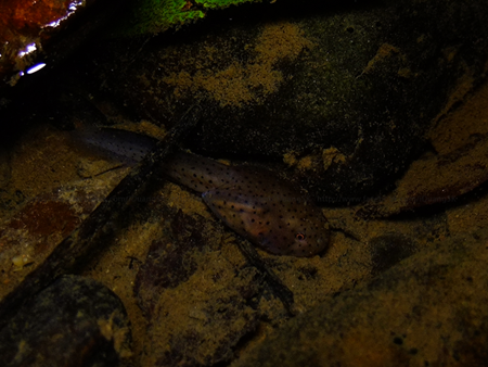 hendricksoni tadpole