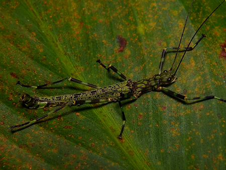 Stick insect