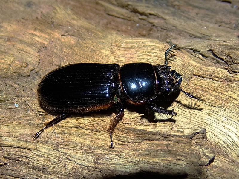 ด้วงเขี้ยวสั้นยักษ์ Aceraius grandis