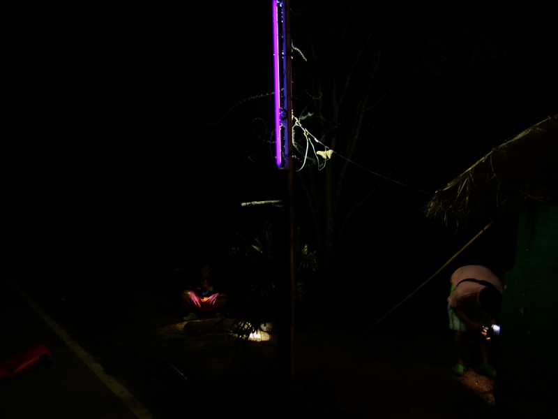 Light Trap สำหรับล่อแมลง กับดักนี้ใช้ไฟแบล็คไลท์(black light)ในการล่อ ซึ่งหลอดไฟชนิดนี้จะกระตุ้นการผสมพันธุ์ของแมลง