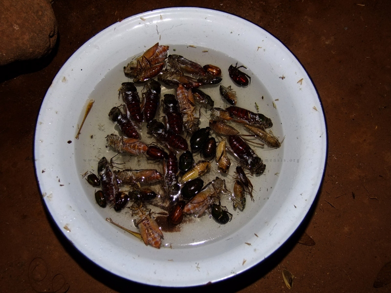 แมลงอื่นๆที่ตกลงไปในกะละมัง ซึ่งชาวบ้านจะนำไปทอดในวันถัดไป