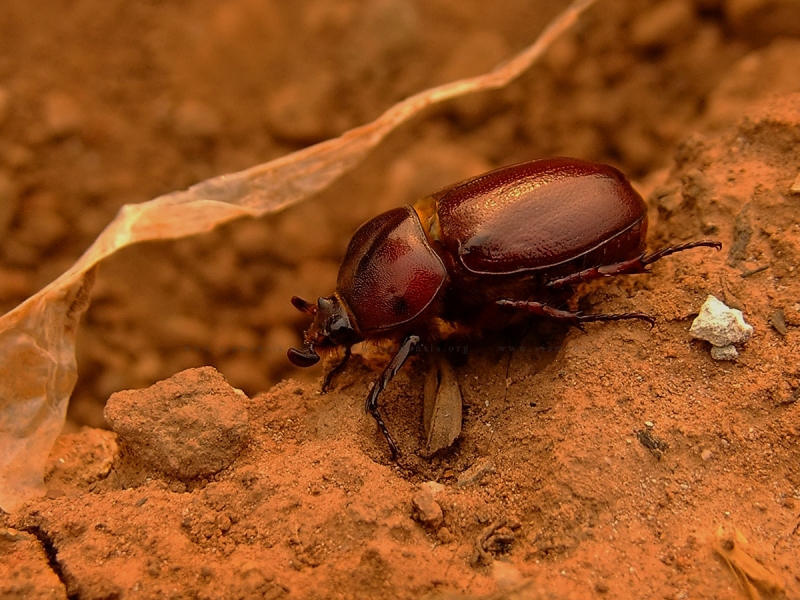 ด้วงแรดอกเว้าหรือกว่างต่อ Blabephorus pinguis เพศเมีย