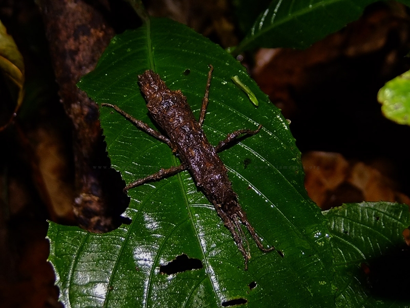 ตั๊กแตนกิ่งไม้ซิก้าร์ Orestes mouhotii