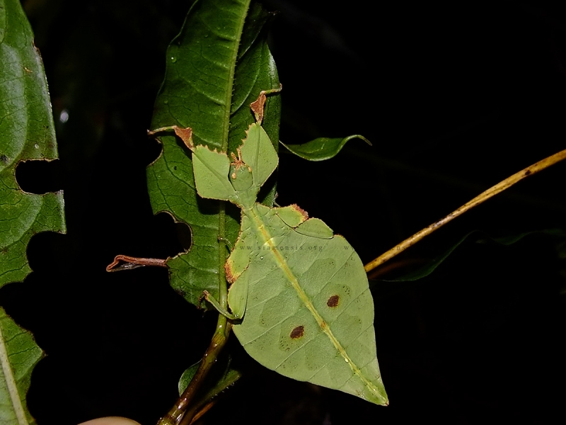 ตั๊กแตนใบไม้ Phyllium sp. วัยเด็ก