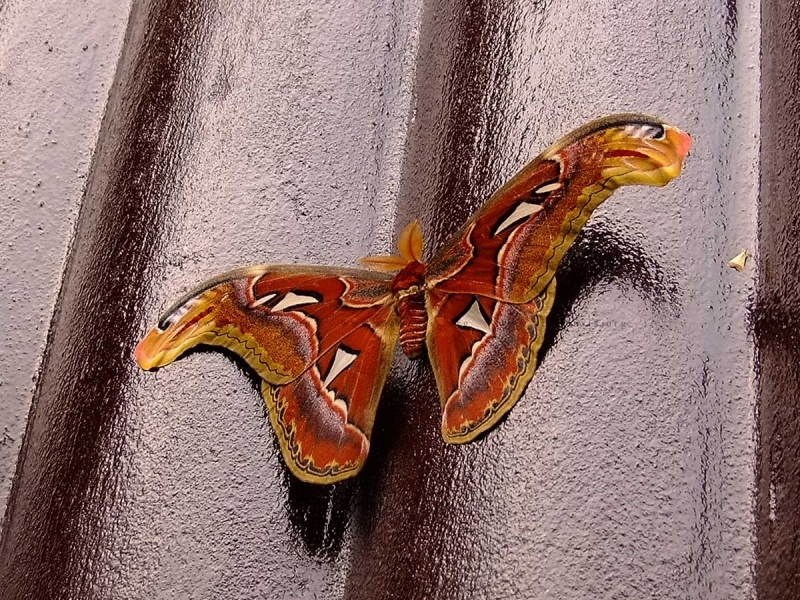 มอธหนอนกระท้อน Attacus atlas